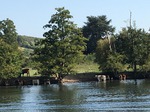 Image of the Thames with cows drinking in the shallows
