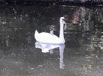 Photo of a hitchhiking cygnet - D Poulos