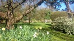 Sunny picture of a garden in spring